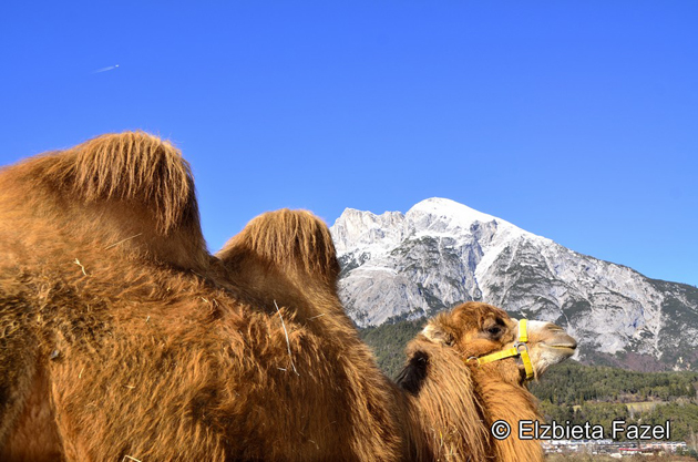 Wielbłąd w Alpach — fot. Elżbieta Fazel