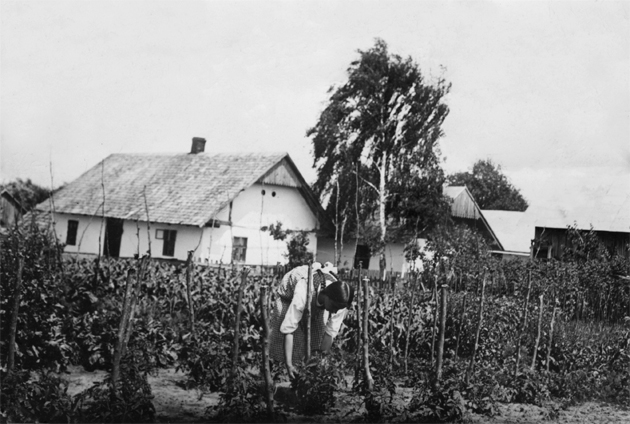 Prace w ogrodzie; fot. ze zbiorów Krystyny Włostowskiej, z domu Baczmańskiej