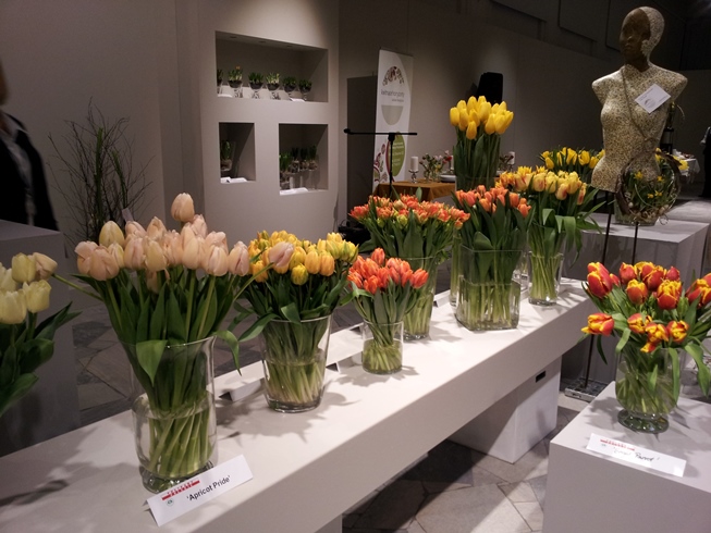 Wystawa tulipanów